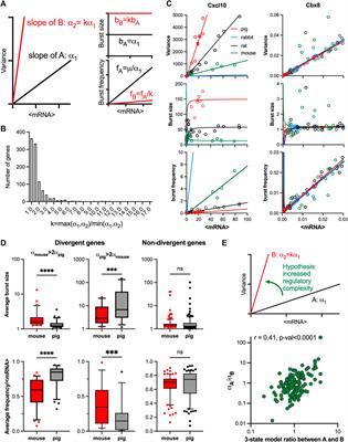 Variability of the innate immune response is globally constrained by transcriptional bursting